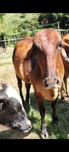 Vaca Gir Leiteiro