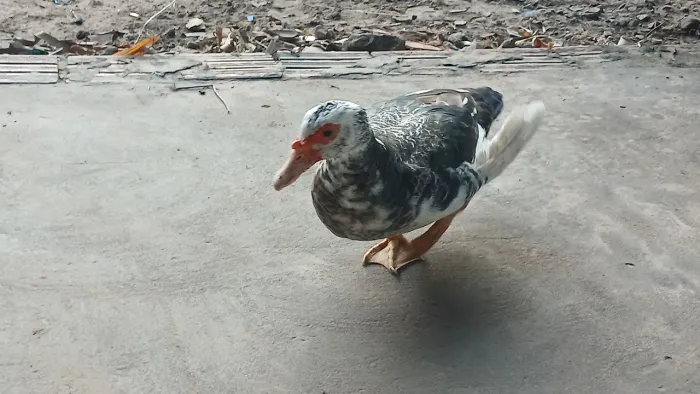 Patos