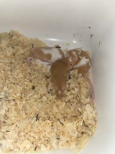 Venda de camundongos