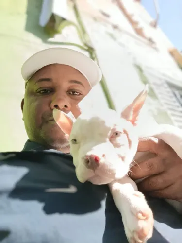 American Bully pocket com pedigree primeira dose da vacina aplicada vermifugado disponivel