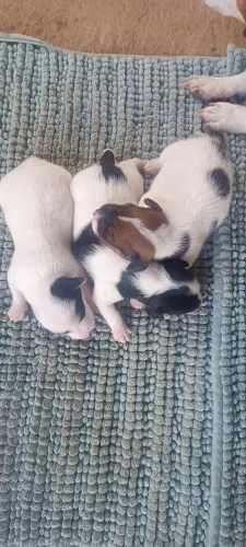 Filhotes de Jack Russell