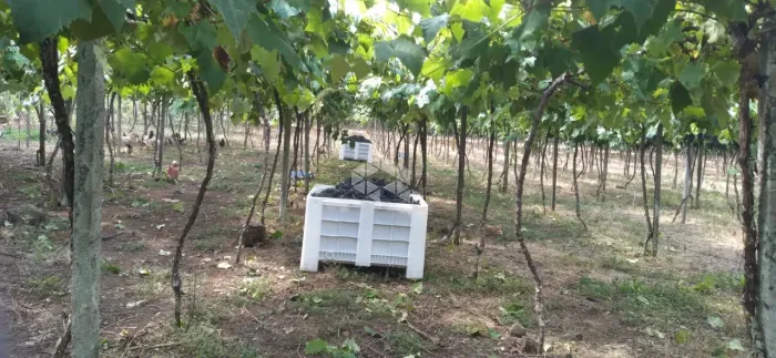 Chácara produtiva com parreirais de uva com aproximadamente 33 hectares em Fagundes Varela
