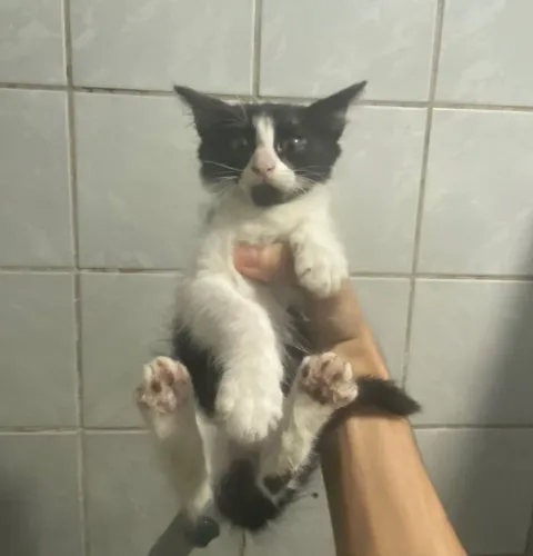 Gatinhos Filhotes para Adoção Responsável