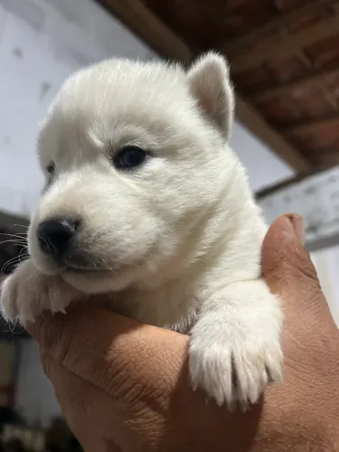 Huskey