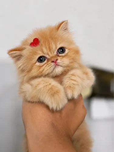 Gatinha persa laranja