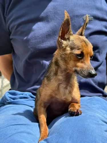 Pinscher padreador.