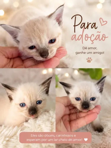 Adoção 