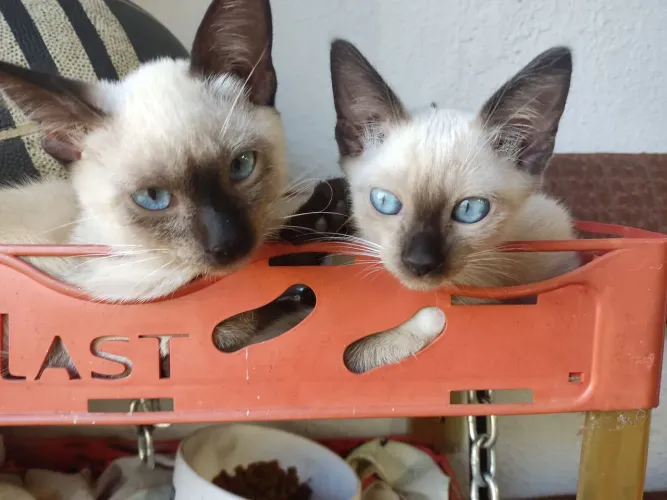 Gato Siamês 