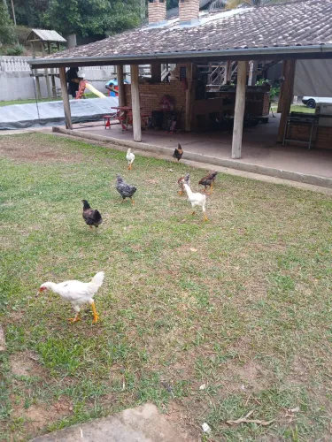 VENDO LOTE GALINHAS E FRANGOS DESENVOLVIDOS E SAUDÁVEIS