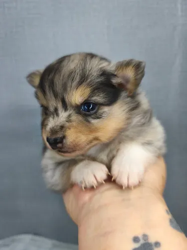 Lulu da Pomerania