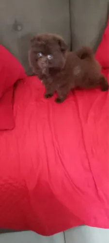 Cachorro Spitz alemão anã da Pomerânia