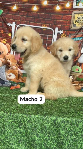 Golden Retriever Filhotes para sua família pedigree 