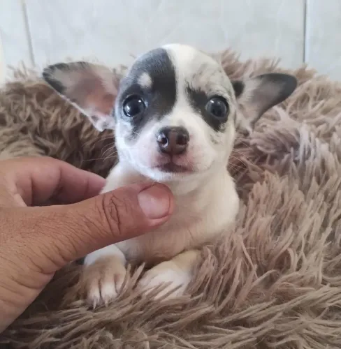 Chihuahua com 54 dias vermifugado