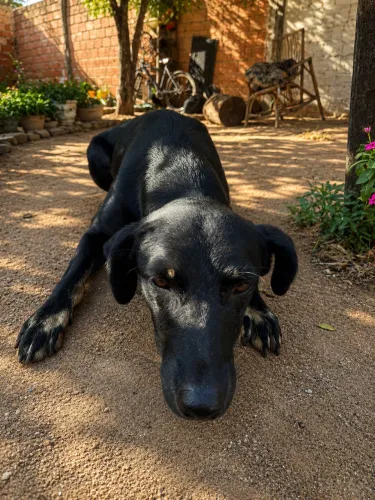 Cachorra fêmea castrada 1 Ano