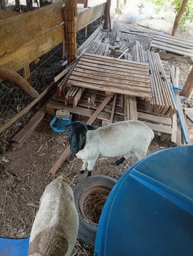 Ovelha: troco reprodutor mestiço por ovelhas