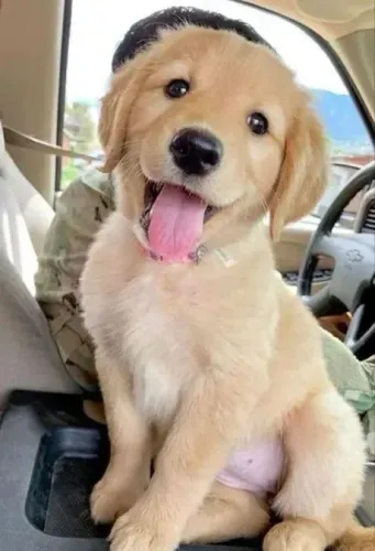 Golden O amigo que vai estar ao seu lado em todos os momentos