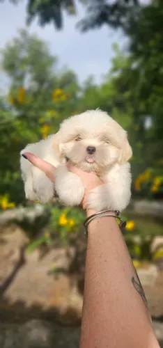 Shih-tzu branco e areia - Luxo