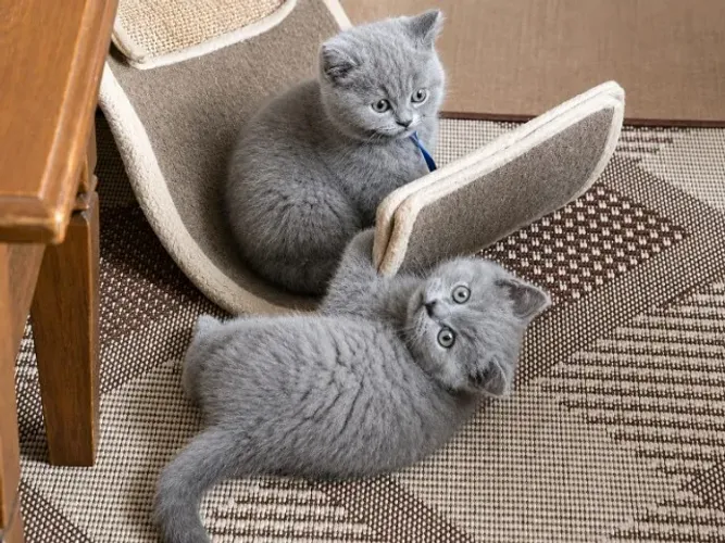 British ShorthHair