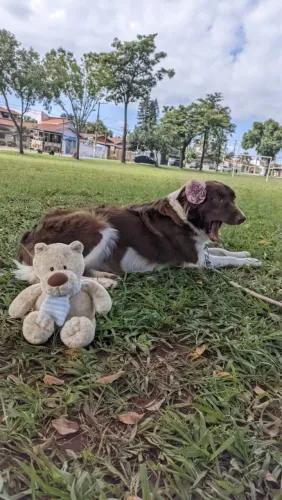Ninhada de BORDER COLLIE puros.