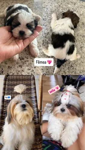 Shitzu Fêmea 