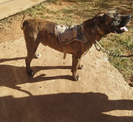 Cão pra cruza
