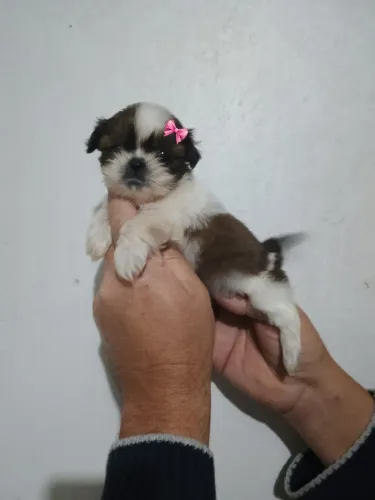 Lindos Filhotes Shitzu! Porte Pequeno!!