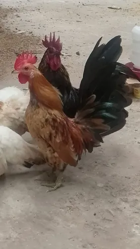 Mine Garnizer 