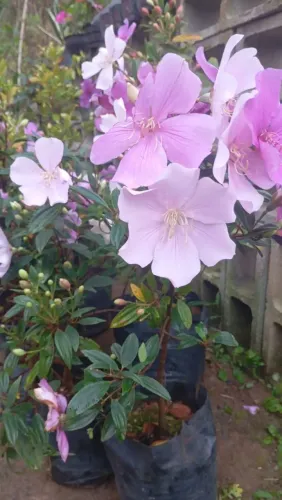 Plantas e jardins