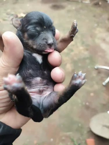 Filhotes de pinscher