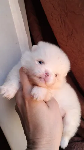 Lulu da pomeranea branco macho com 53 dias vermifugado e vacinado 