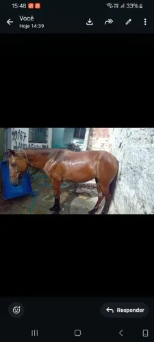 Vende ou troca