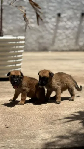 Filhotes de Malinois 