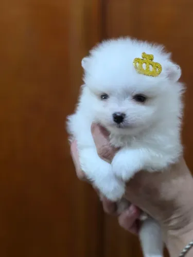 Vende-se macho de spitz alemão branco