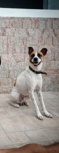 Cachorro para adoção responsável