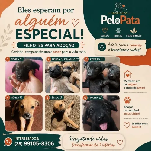 Adote filhotes