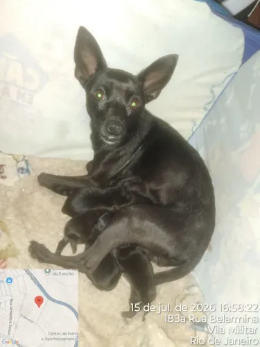 Filhotes de pinscher toy - disponível 