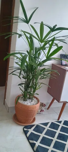 Planta no vaso