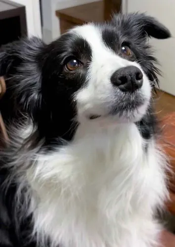 Filhote border collie, A felicidade tem um focinho gelado e um rabinho abanando!