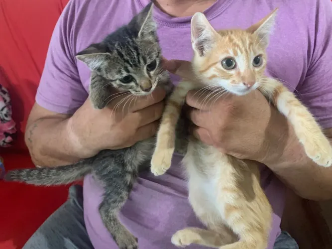 Gatinhos para adoção responsável