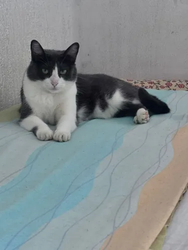 Doação gata adulta 