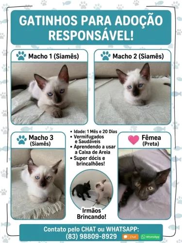 Doação de gatinhos