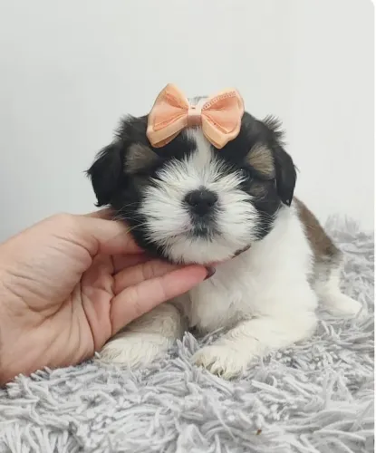 Faça parte da história desse filhote | Shih tzu