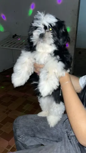 Shitzu original valor 350 não entrego