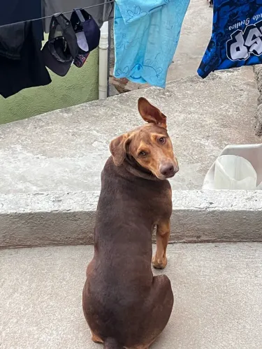 Doa-se cadelinha