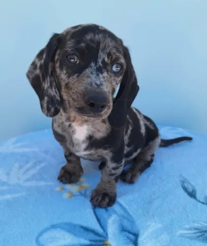 DACHSHUNDS (SALSICHINHAS)