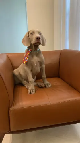 Filhotes de Weimaraner