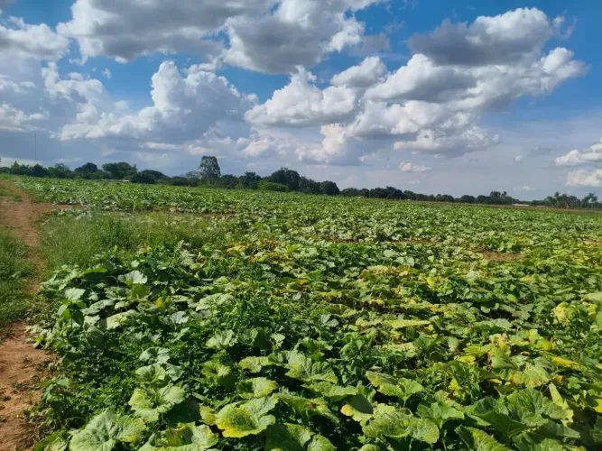 CHÁCARA À VENDA NÚCLEO RURAL SÃO JOSÉ | PLANALTINA-DF
