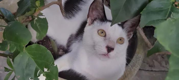 Filhote de Gato Macho