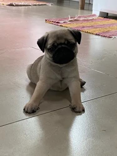 Pug (fêmea)