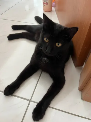 Adoção responsável - pretinho ?